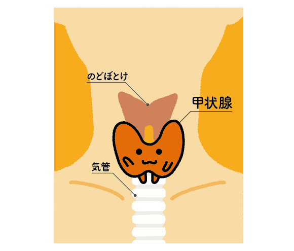 甲状腺は、喉仏の下にあるホルモン分泌器官